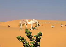 turistipercaso mauritania-bdm5m