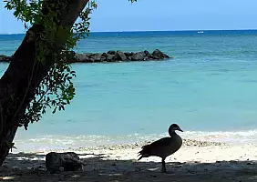 turistipercaso mauritius-pet24