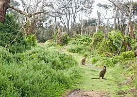 turistipercaso melbourne-xzrxz