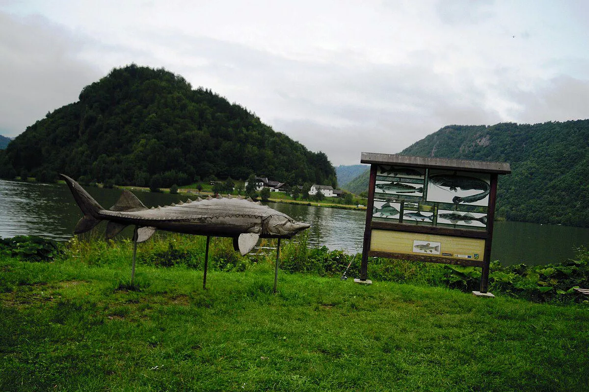 Collo del Danubio
