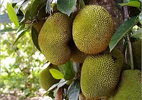 turistipercaso micronesia-ecqgj