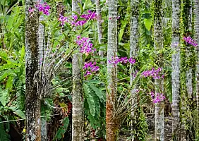 turistipercaso micronesia-wn4nj