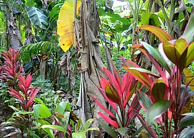 turistipercaso micronesia-wtjvv