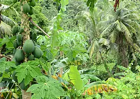 turistipercaso micronesia-z63dw