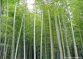 turistipercaso miyajima-7rtvn