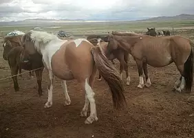turistipercaso mongolia-7g8s5