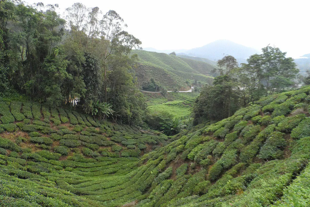 Malesia: Cameron Highlands piantagioni di tè