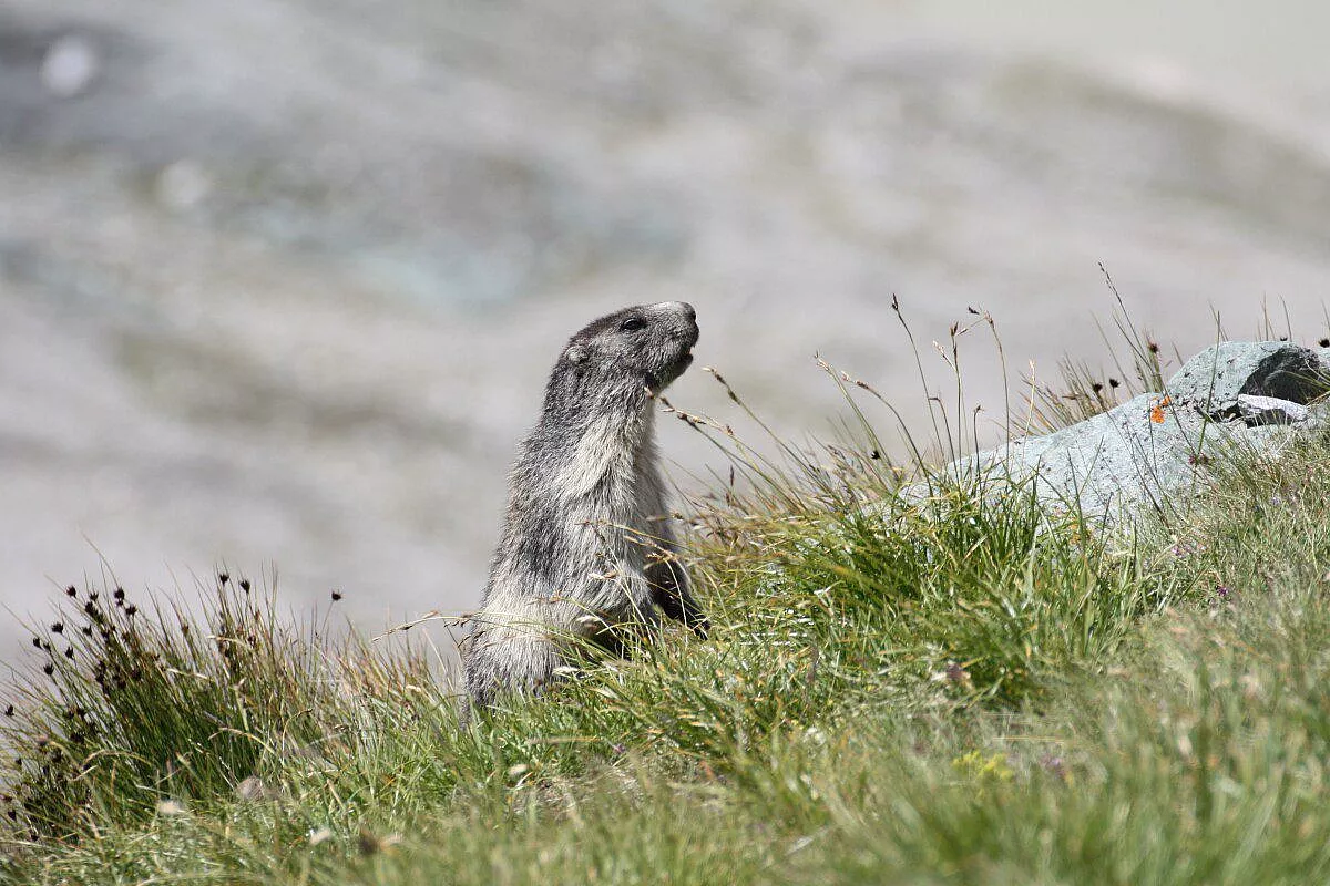 marmotta sul Grossglockner