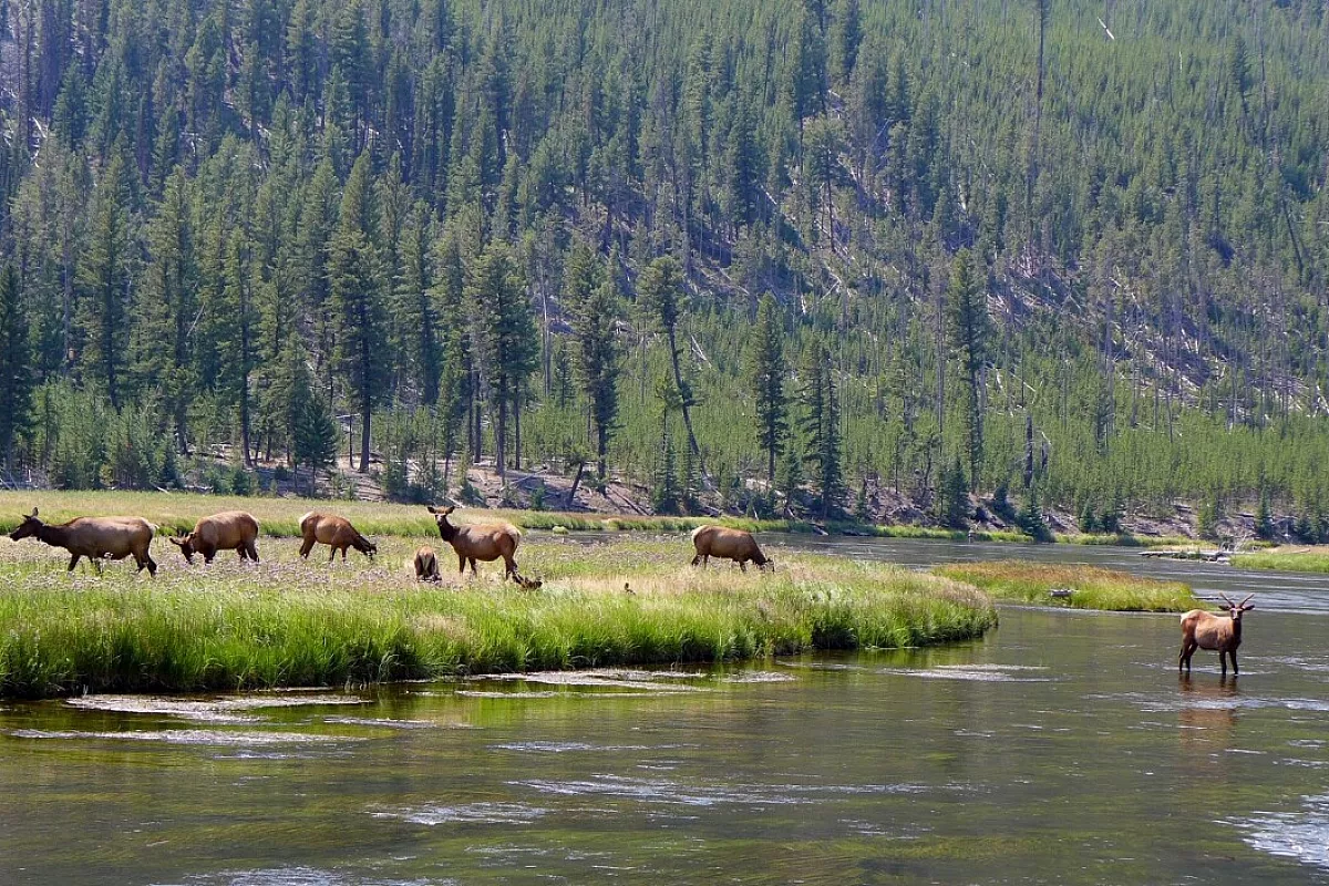 Cervi al bagno nel Firehole River