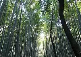 turistipercaso monte-fuji-dfn3m