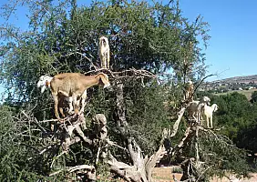 turistipercaso morocco-2cy72