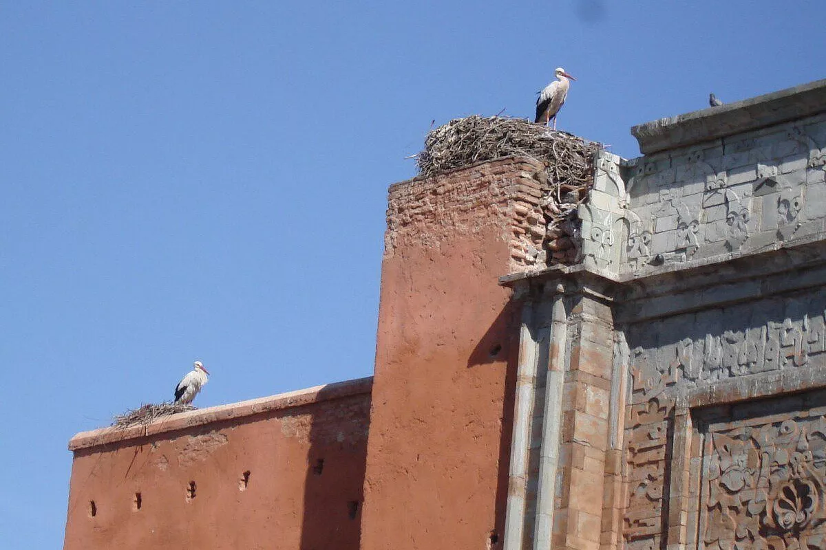 Cicogne, Marrakesch