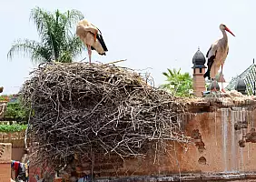 turistipercaso morocco-w78g6