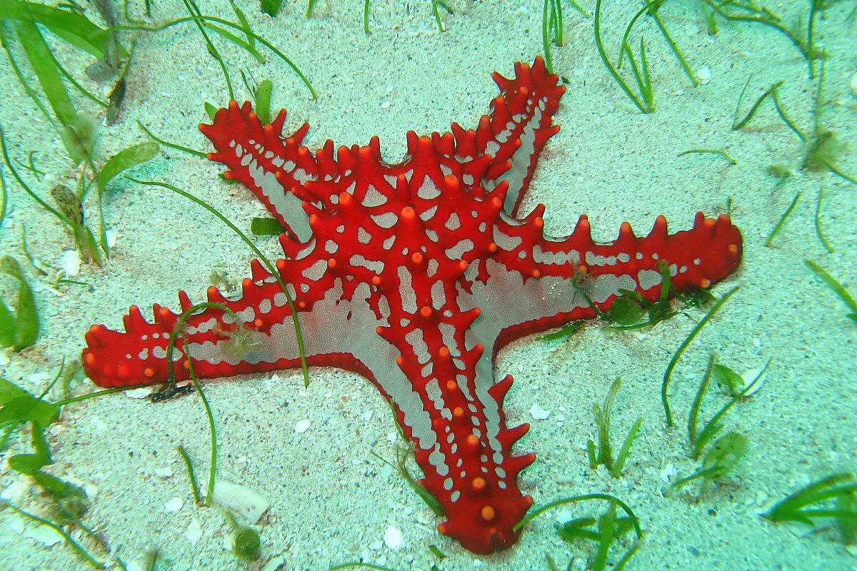 Le stelle del kenya