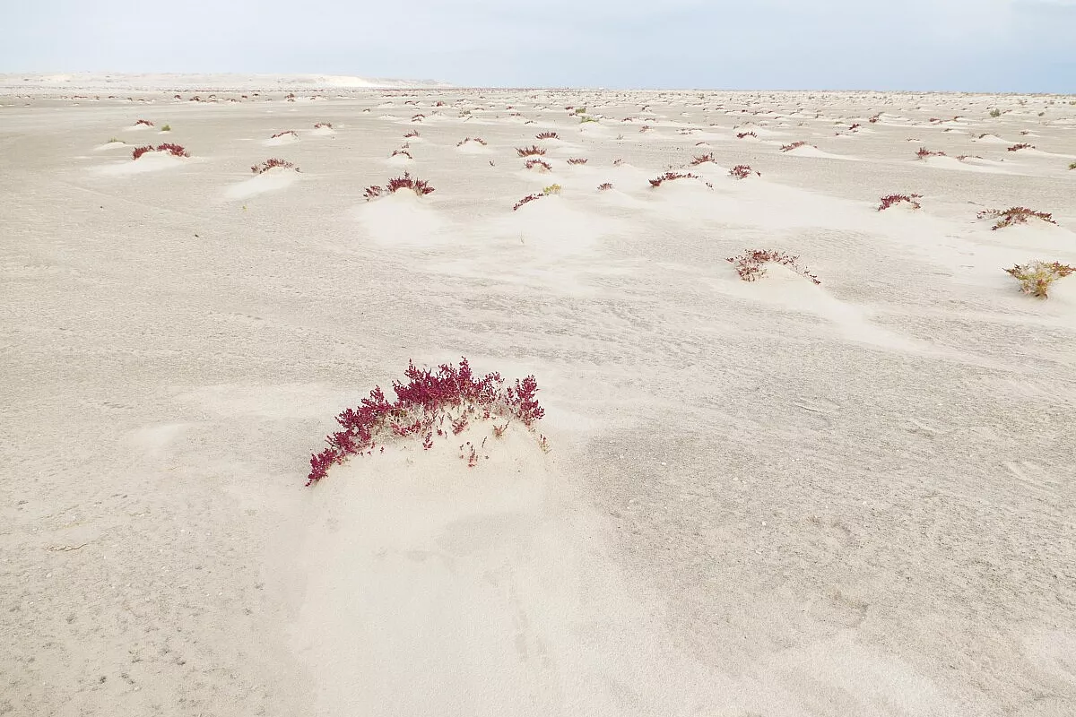 Sugar Desert