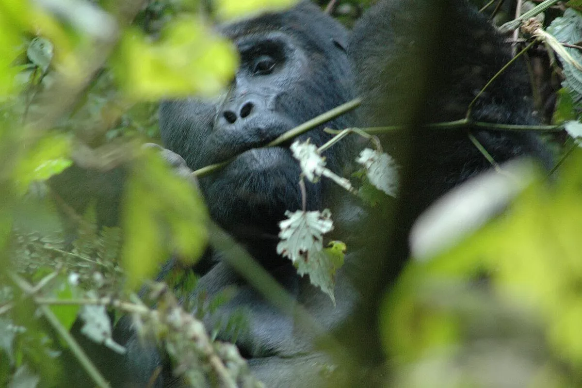 Cuore d’africa