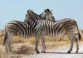 turistipercaso namib-fy6k2
