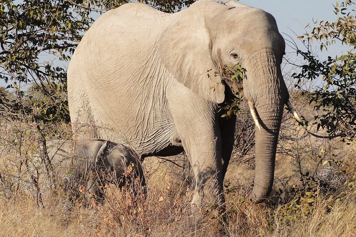 Elefanti all'Etosha