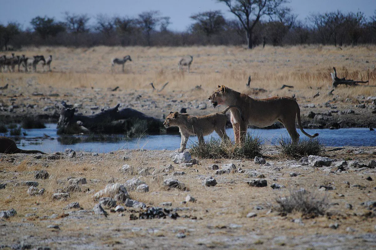 LIONS