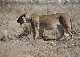 turistipercaso namibia-4vydz