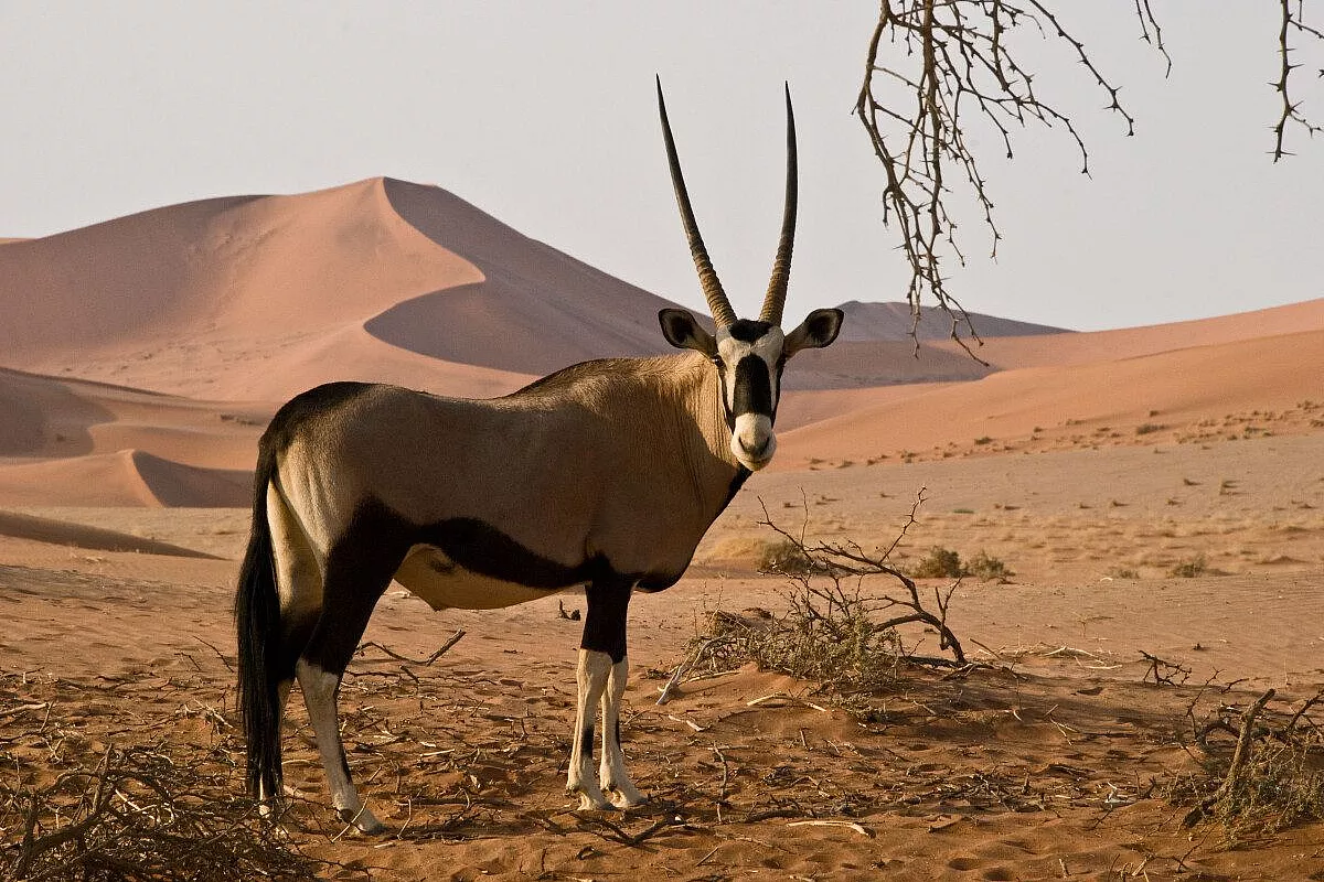 NAMIBIA: Settembre-Ottobre 2010, quando la realtà supera la fantasia.