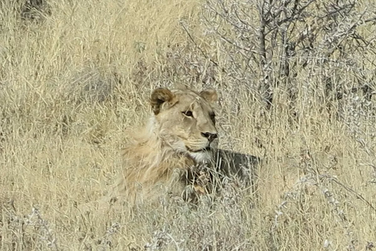 leone mimetizzato nel parco Etosha