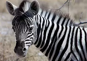 turistipercaso namibia-r3chu