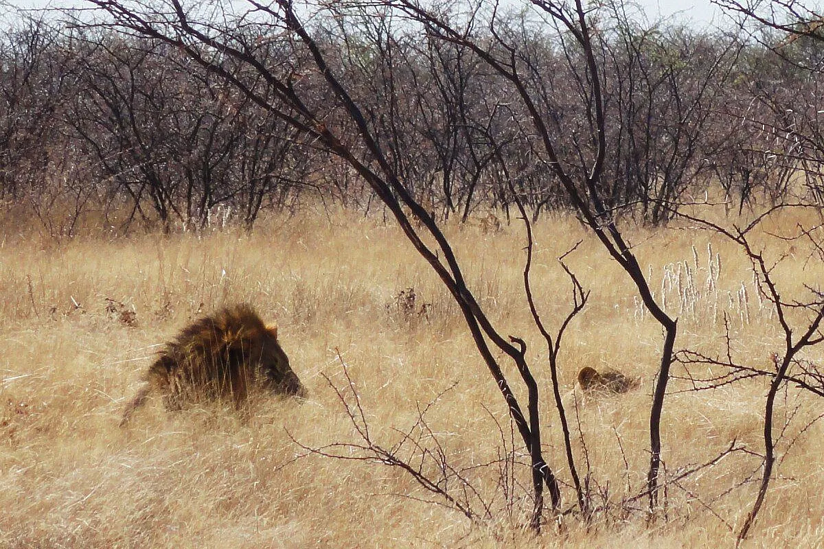 Incontri ravvicinati: i leoni