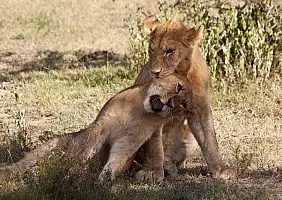 turistipercaso ngorongoro-3u1qh