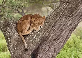 turistipercaso ngorongoro-4jjw7
