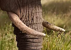 turistipercaso ngorongoro-ch3xj