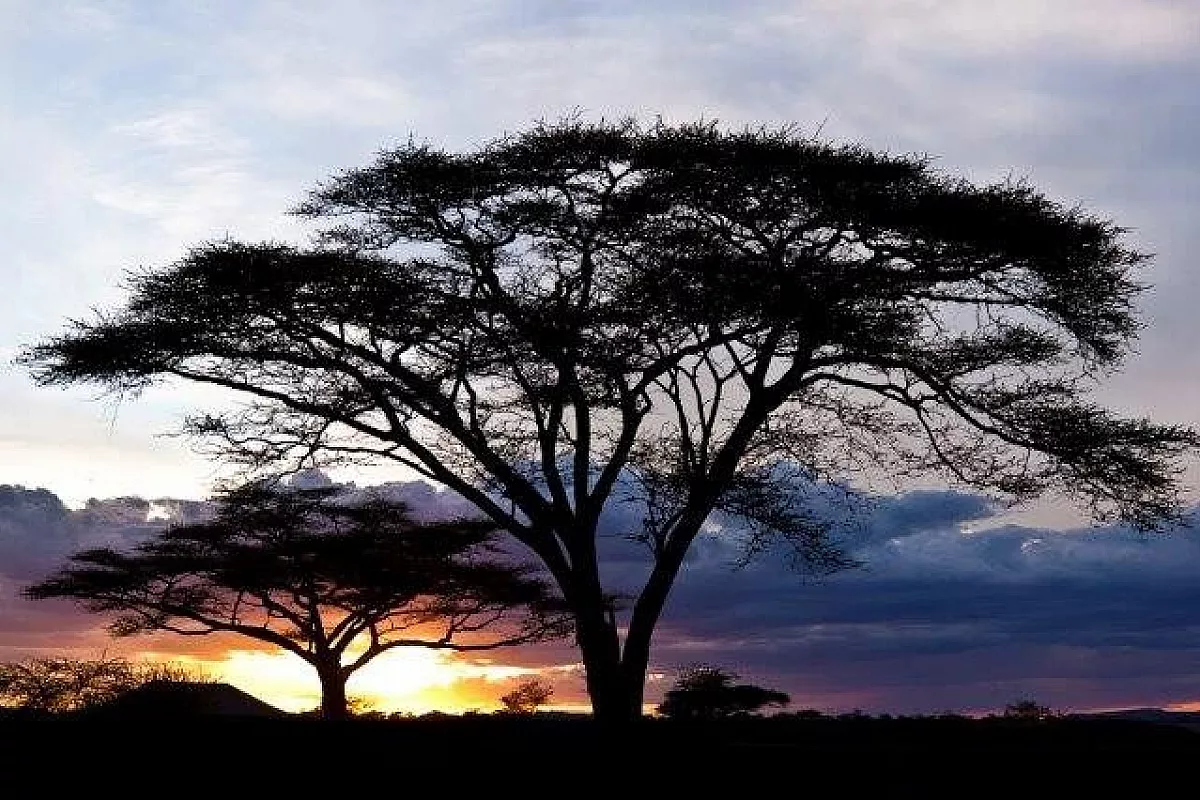 Tanzania - safari nei parchi del nord