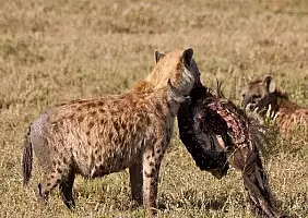 turistipercaso ngorongoro-fg68f