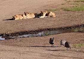 turistipercaso ngorongoro-h9fsd