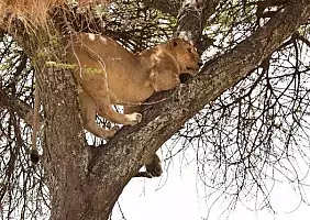 turistipercaso ngorongoro-hhysb