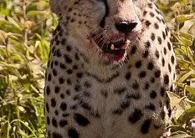 turistipercaso ngorongoro-hnjzb