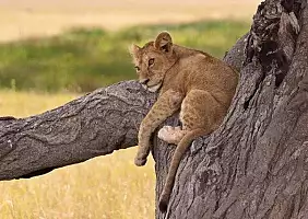 turistipercaso ngorongoro-q43r9