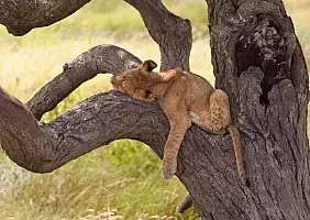 turistipercaso ngorongoro-vhpy5