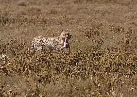 turistipercaso ngorongoro-y62pz