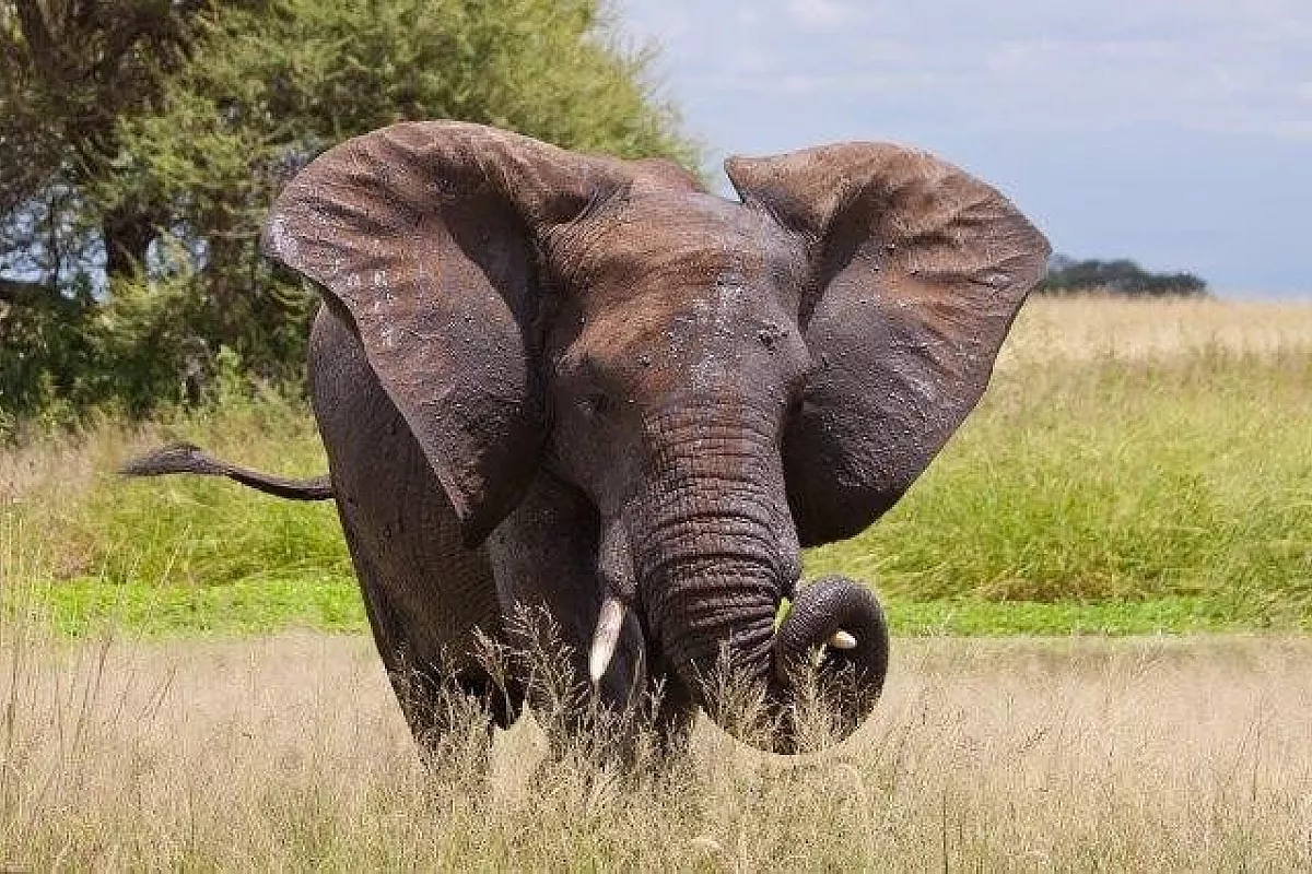 Tanzania - safari nei parchi del nord