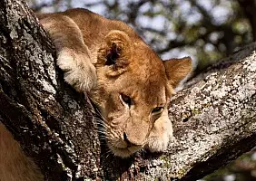 turistipercaso ngorongoro-zvh47