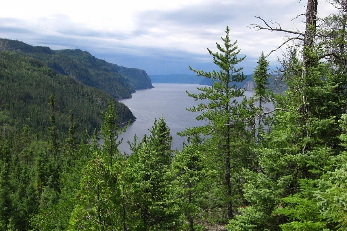 Foresta del Quebec