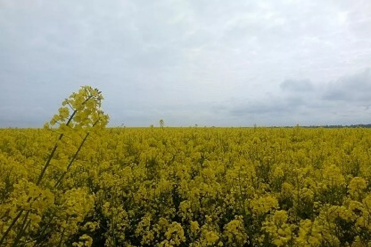 Campo di colza