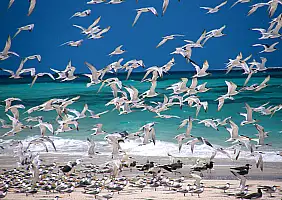 turistipercaso nungwi-mare-38gqw