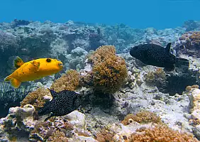 turistipercaso nungwi-mare-86vb3