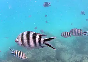 turistipercaso nungwi-mare-fdaxu