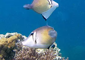 turistipercaso nungwi-mare-pdejx