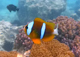 turistipercaso nungwi-mare-wcuwy