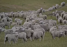 turistipercaso nuova-zelanda-ygb85