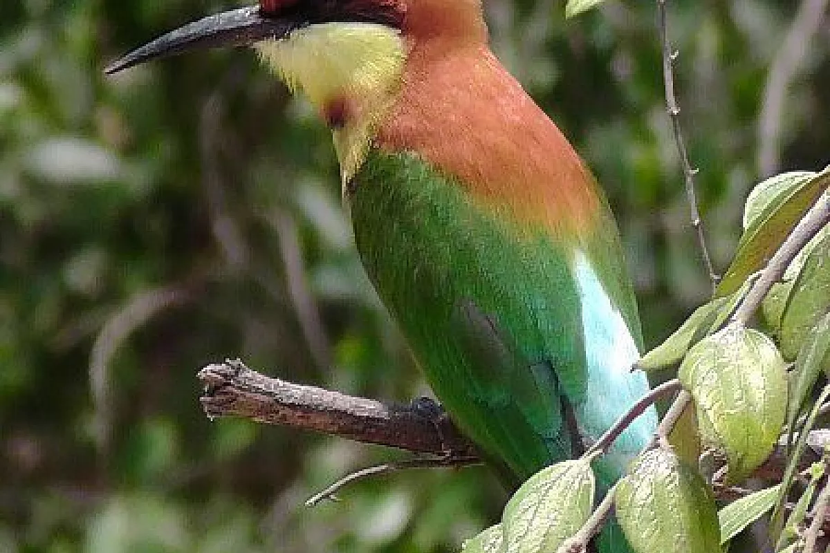 Yala Park
